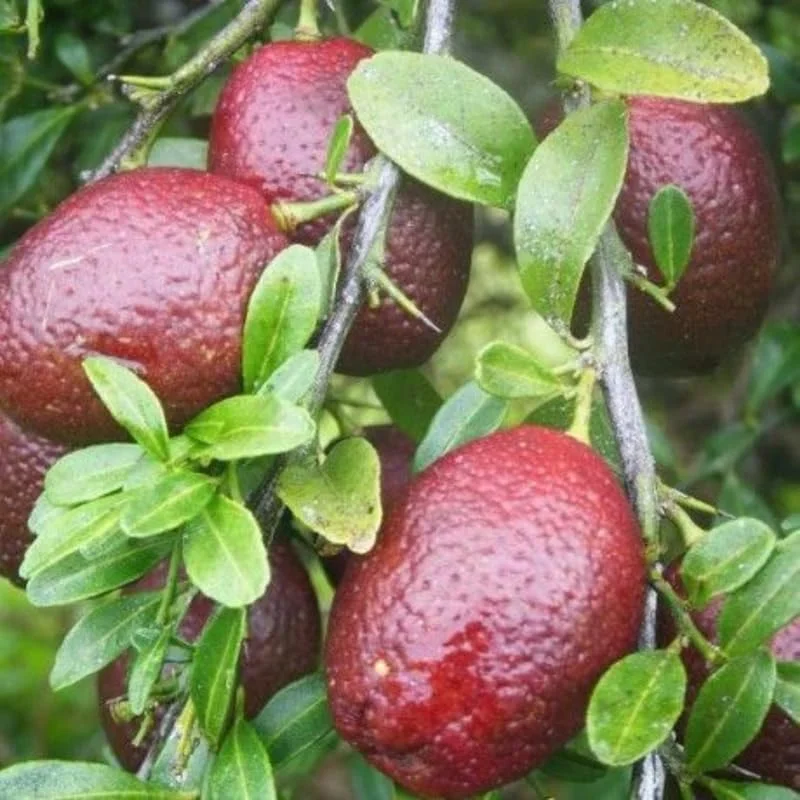 Red Lime Tree - Live Plant - 2-3 ft Height - Fruiting Variety