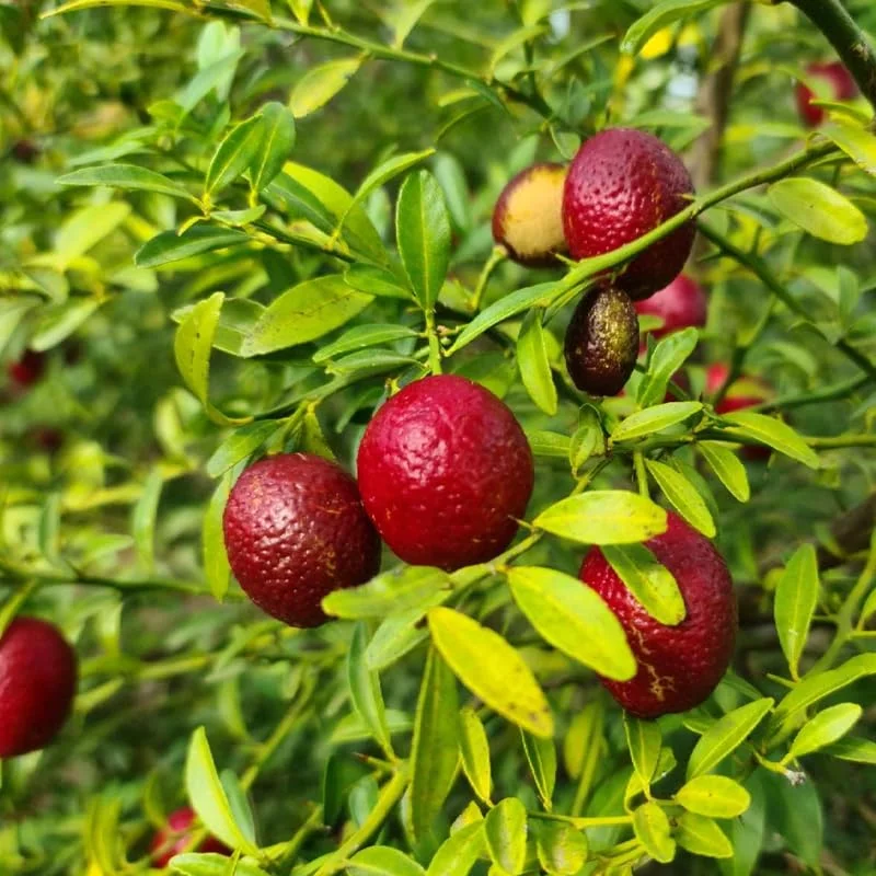 Red Lime Tree - Live Plant - 2-3 ft Height - Fruiting Variety