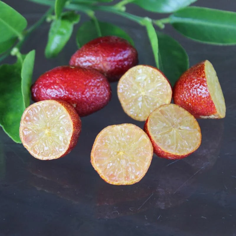 Red Lime Tree - Live Plant - 2-3 ft Height - Fruiting Variety