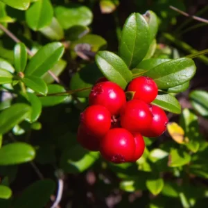 Red Lingonberry Plant, 2.5 Inch Pot