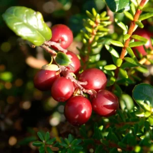 Red Lingonberry Plant, 2.5 Inch Pot