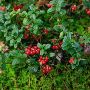 Red Lingonberry Plant, 2.5 Inch Pot