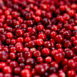 Red Lingonberry Plant, 2.5 Inch Pot