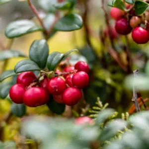 Red Lingonberry Plant, 2.5 Inch Pot