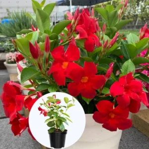 Red Mandevilla Vine Plants - 2 Live Starter Plants 10-12 Inch Tall