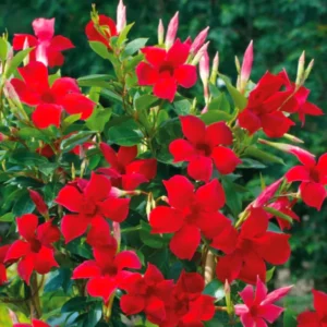 Red Mandevilla Vine Plants - 2 Live Starter Plants 10-12 Inch Tall