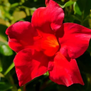 Red Mandevilla Vine Plants - 2 Live Starter Plants 10-12 Inch Tall