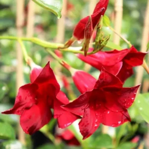 Red Mandevilla Vine Plants - 2 Live Starter Plants 10-12 Inch Tall
