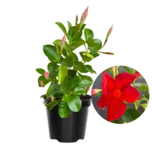 Red Mandevilla Vine Plants - Set of 2 Live Starter Plants - Garden Flower