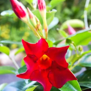 Red Mandevilla Vine Plants - Set of 2 Live Starter Plants - Garden Flower