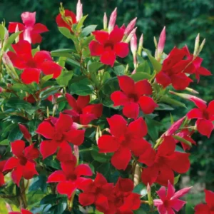 Red Mandevilla Vine Plants - Set of 2 Live Starter Plants - Garden Flower