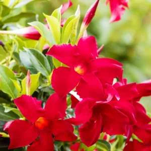 Red Mandevilla Vine Plants - Set of 2 Live Starter Plants - Garden Flower