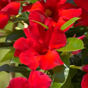 Red Mandevilla Vine Plants - Set of 2 Live Starter Plants - Garden Flower