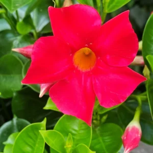 Red Mandevilla Vine Plants - Set of 2 Live Starter Plants - Garden Flower