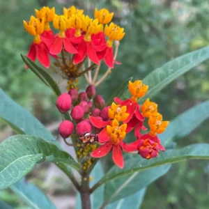 Red Milkweed Live Plants 2-Pack, Tropical Butterfly Flower Plants, 4 Inches