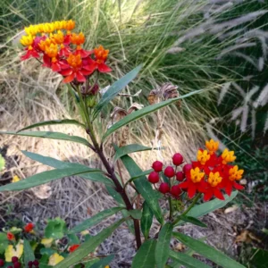 Red Milkweed Live Plants 2-Pack, Tropical Butterfly Flower Plants, 4 Inches