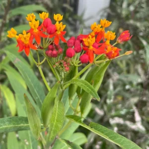 Red Milkweed Live Plants 2-Pack, Tropical Butterfly Flower Plants, 4 Inches