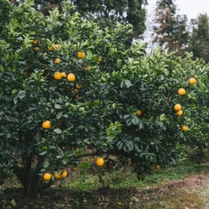 Red Navel Orange Tree - 2 to 3 Feet Tall - Citrus Tree