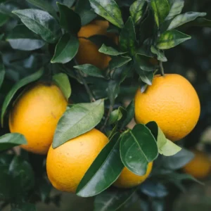 Red Navel Orange Tree - 2 to 3 Feet Tall - Citrus Tree