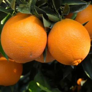 Red Navel Orange Tree - Fruit Tree - 2 to 3 Feet - Fresh Oranges