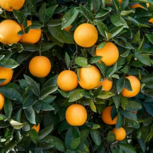 Red Navel Orange Tree - Fruit Tree - 2 to 3 Feet - Fresh Oranges