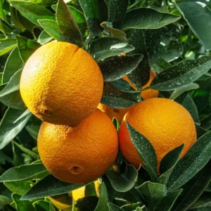 Red Navel Orange Tree - Fruit Tree - 2 to 3 Feet - Fresh Oranges
