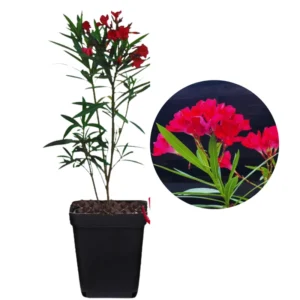 Red Oleander Plants Live Flower Plants 5-7 Inch Garden Starters