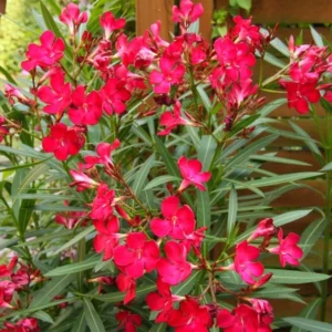 Red Oleander Plants Live Flower Plants 5-7 Inch Garden Starters