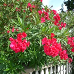 Red Oleander Plants Live Flower Plants 5-7 Inch Garden Starters