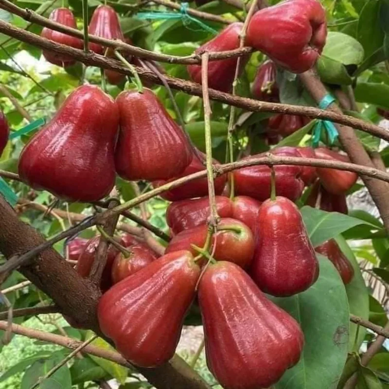 Red Rose Apple Tree Wax Jambu - 2 to 3 Feet Fruit Tree