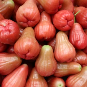 Red Rose Apple Tree Wax Jambu - 2 to 3 Feet Fruit Tree