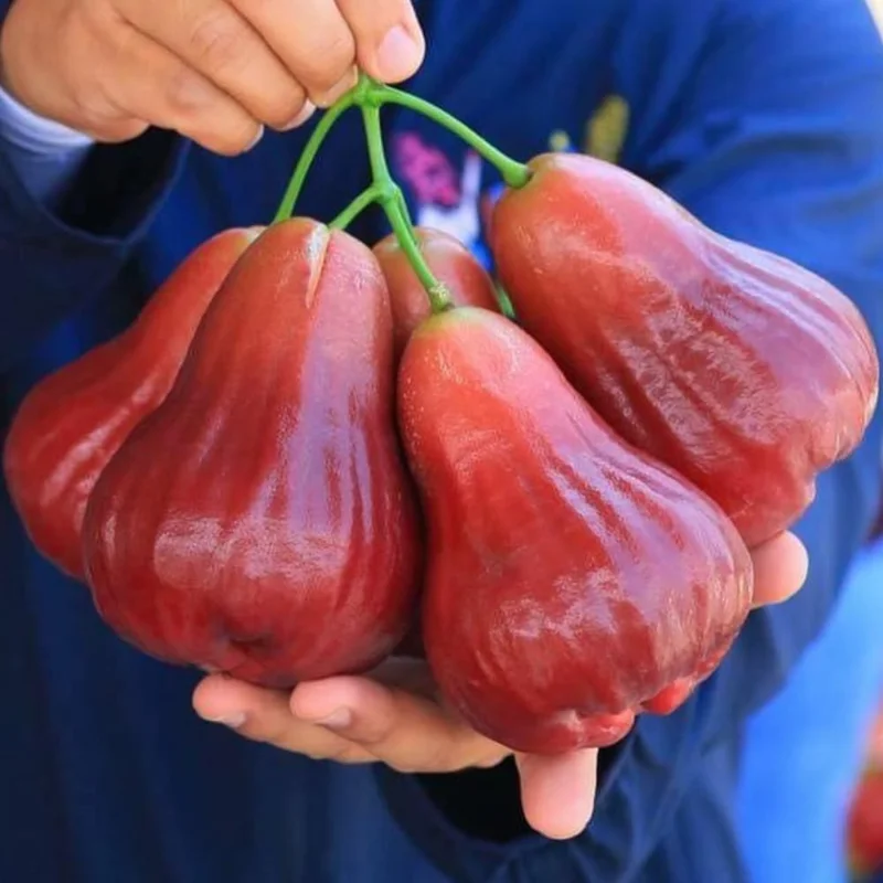 Red Rose Apple Tree Wax Jambu - 2 to 3 Feet Fruit Tree