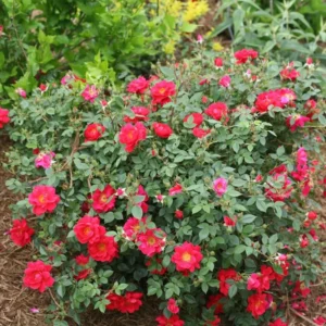 Red Rose Bush Plant, 4 Inch Pot