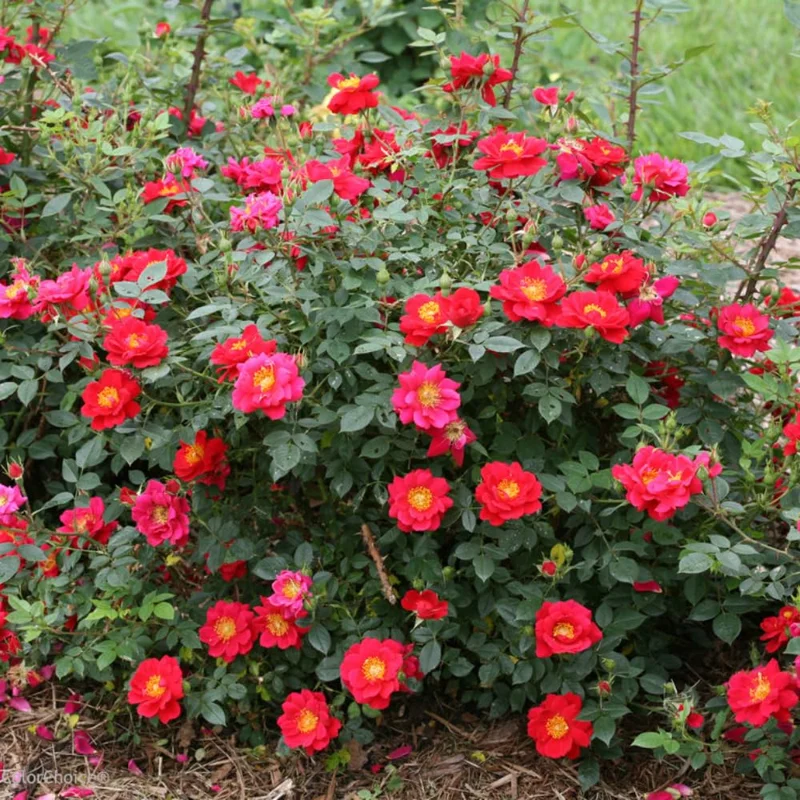 Red Rose Bush Plant, 4 Inch Pot