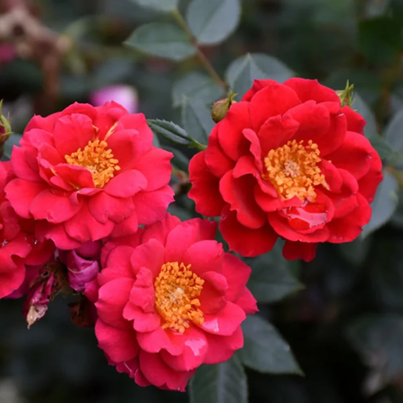 Red Rose Bush Plant, 4 Inch Pot