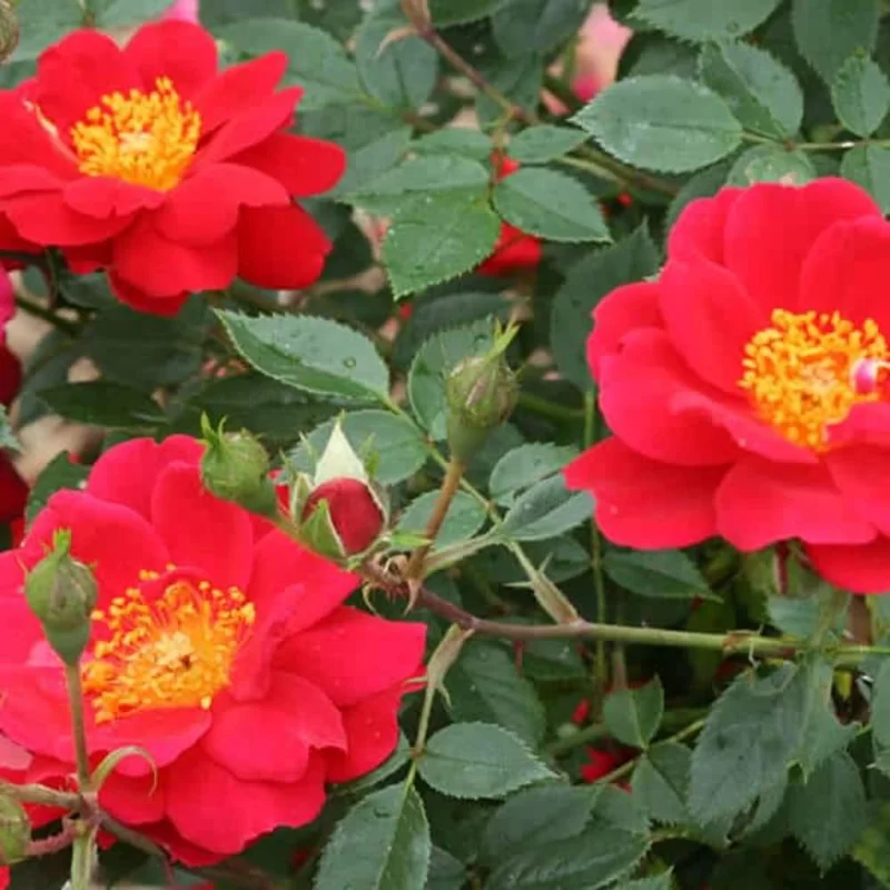 Red Rose Bush Plant, 4 Inch Pot