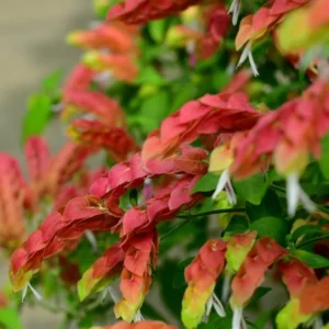 Red Shrimp Plant Live - 2 Plants - 4-6 Inch Tall - Garden Ready