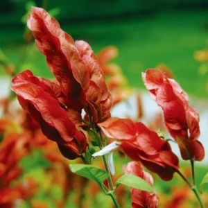 Red Shrimp Plant Live - 2 Plants - 4-6 Inch Tall - Garden Ready