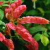 Red Shrimp Plant Live - 3 Pack - 4-6 Inch Tall - Garden Ready