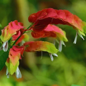 Red Shrimp Plant Live - 3 Pack - Garden Ready Outdoor Plants