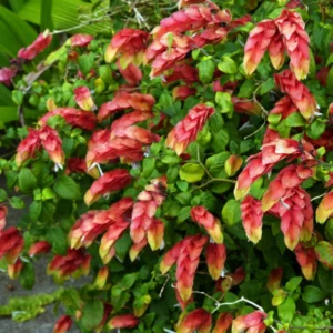 Red Shrimp Plant Live - 3 Pack - Garden Ready Outdoor Plants