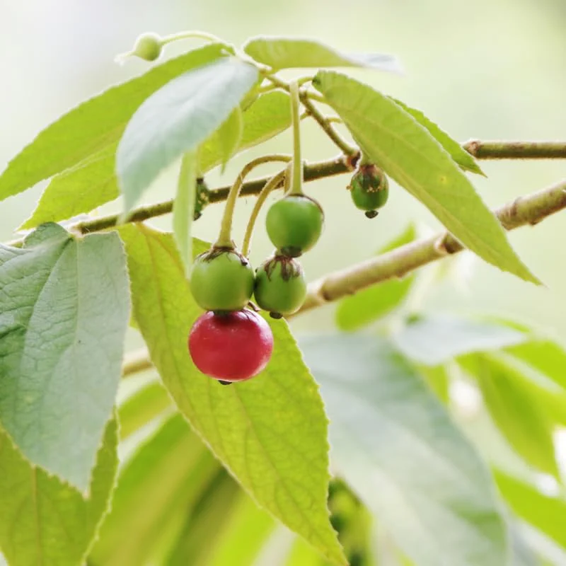 Red Strawberry Tree Plant - 2 to 3 Feet Potted - Ornamental Fruit Tree