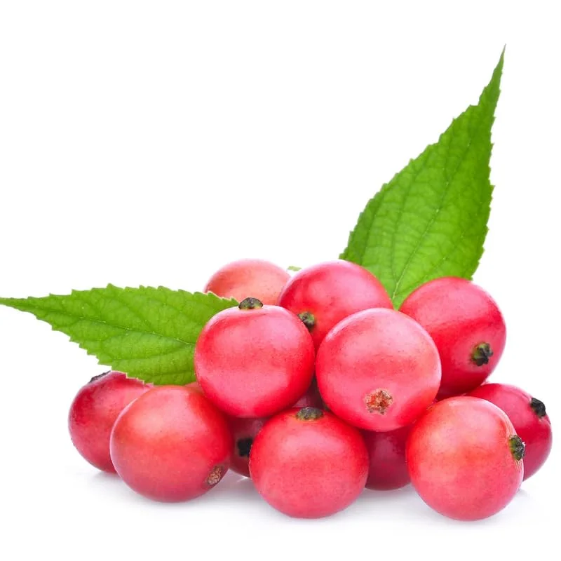 Red Strawberry Tree Plant - 2 to 3 Feet Potted - Ornamental Fruit Tree