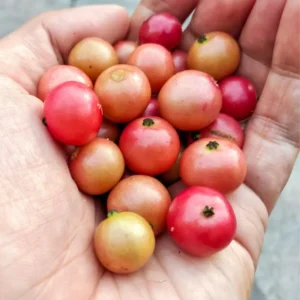 Red Strawberry Tree Plant - 2 to 3 Feet Potted - Ornamental Fruit Tree