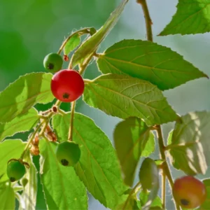 Red Strawberry Tree Plant - 2 to 3 Feet Potted - Ornamental Fruit Tree