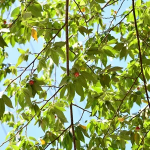 Red Strawberry Tree Plant - 2 to 3 Feet Potted - Ornamental Fruit Tree