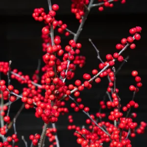 Red Winterberry Plant, 4 Inch Pot - Ilex Holly