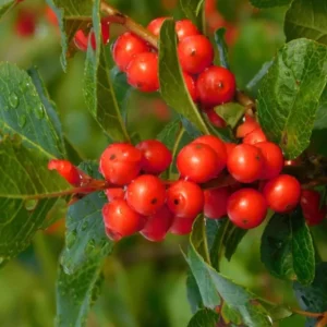 Red Winterberry Plant, 4 Inch Pot - Ilex Holly