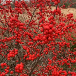 Red Winterberry Plant, 4 Inch Pot - Ilex Holly