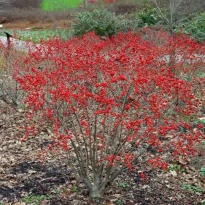 Red Winterberry Plant, 4 Inch Pot - Ilex Holly